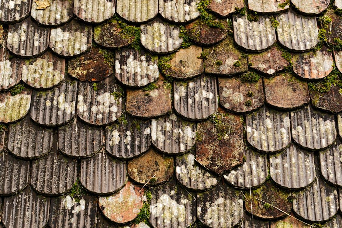 Moss growing on roof tiles